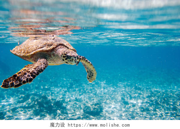 海洋大海水下画面乌龟海龟动物海洋动物